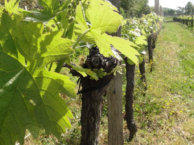 Vignoble de 10 hectares en AOC Haut-Médoc, magnifique terroir