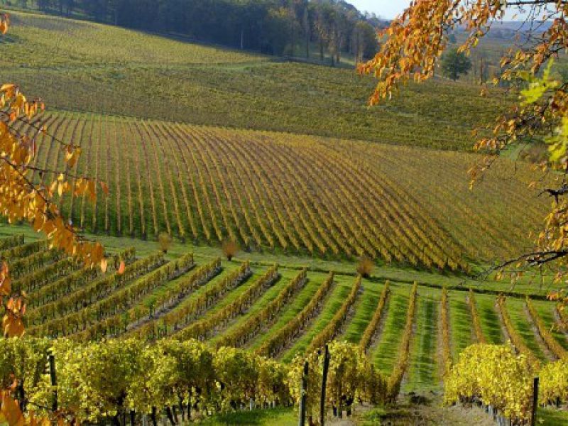 Beau vignoble en Dordogne